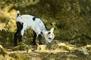 Domestic goat (Capra hircus) youngster standing on the ground