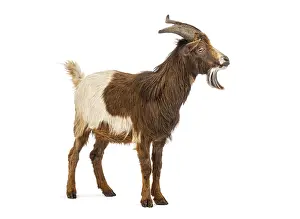 Domestic goat with horns bleating