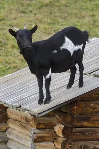 Domestic goat standing on a barn roof