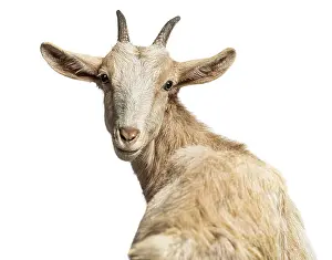 Domestic goat turning its head backwards and looking at the viewer