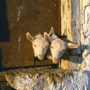 Domestic goats looking out of stable