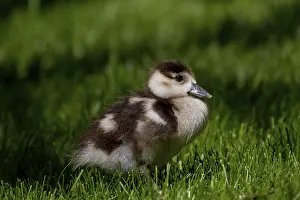 Domestic goose (Anser anser domestica)