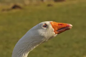 Domestic goose (Anser anser domestica)