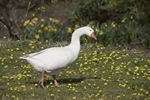 Domestic Goose (Anser anser domesticus)