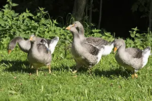 domestic gooses