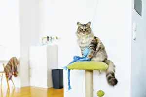 Framed Print : Domestic gray fluffy big cat Maine Coon breed plays with toy sitting on cat tree