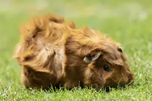 Domestic guinea pig, rosette guinea pig (Cavia porcellus)