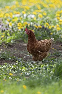 Domestic hen (Gallus gallus domesticus)