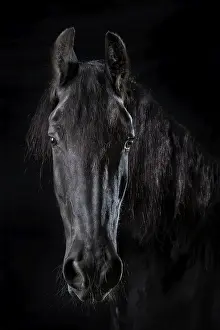Domestic horse (Equus ferus caballus)