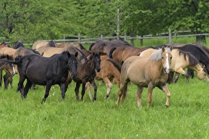 Domestic horse, herd on the pasture