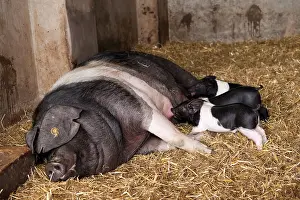Domestic pig, British Saddleback