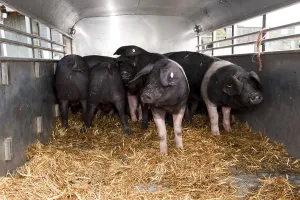 Domestic pig, British Saddleback piglet
