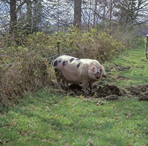 Domestic Pig, Gloucester Old Spot