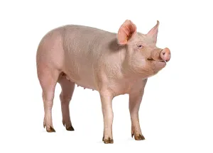 Domestic pig, isolated on white