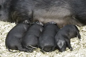 Domestic pig, Large Black piglets