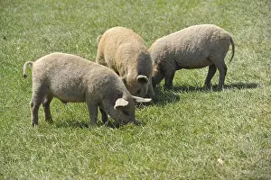 Domestic Pig, Lincolnshire Curly Coat (Mangalitza)