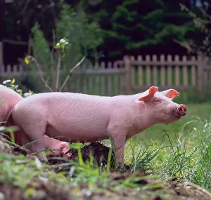 Domestic Pig, mammals, mammals