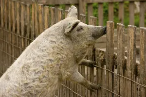 Domestic pig, Mangalitsa, adult