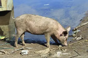 Domestic pig, Mongu Port, Mongu