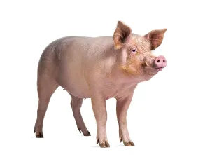 Domestic pig standing in front and sticking the tongue out