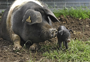 Domestic Pig (Sus scrofa domestica)