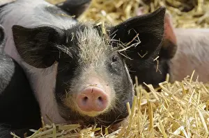 Domestic Pig (Sus scrofa domestica)