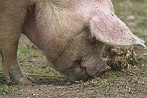 Domestic Pig (Sus scrofa domesticus)