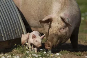Domestic pig (Sus scrofa domesticus) adult mother and juvenile baby piglet farm animals in a field outside of a pigsty