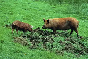 Domestic pig, Tamworth, two grassland rooted