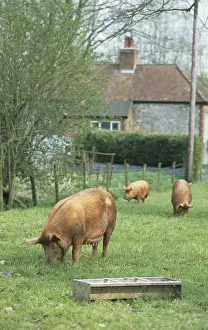 Domestic Pig, Tamworth sows, rooting in ground