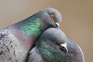 Domestic Pigeon