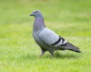 Domestic pigeon (Columba livia domestica) on a lawn, green area in search of food, Lower Saxony, Germany, Europe
