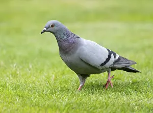 Domestic pigeon (Columba livia domestica) on a lawn