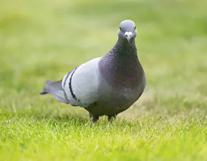 Domestic pigeon (Columba livia domestica) on a lawn