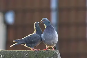Domestic Pigeons (Columba livia domestica)