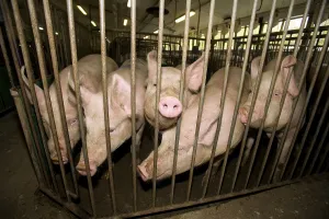Domestic pigs, in the barn, Gaspor farm