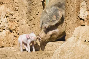 Domestic pigs, sow with piglets