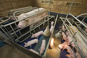 Domestic pigs, sow and piglets