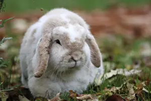 Domestic rabbit (Oryctolagus cuniculus domestica)
