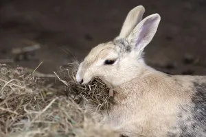 Domestic rabbit (Oryctolagus cuniculus domestica)