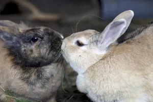 Domestic rabbit (Oryctolagus cuniculus forma domestica)