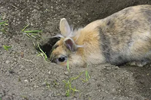 Domestic rabbit (Oryctolagus cuniculus forma domestica)