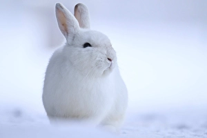 Domestic rabbit (Oryctolagus cuniculus forma domestica) in the snow