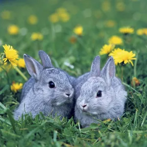 Domestic rabbits, kittens