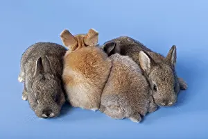 Four Domestic Rabbits (Oryctolagus cuniculus forma domestica)