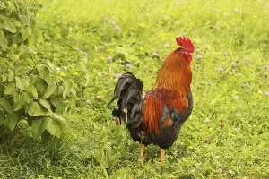 Domestic rooster in colourful flower meadow
