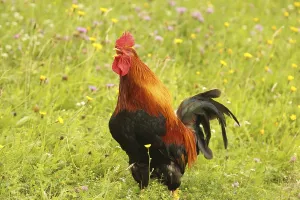Domestic rooster crowing in colourful flower meadow