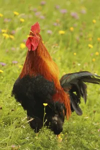 Domestic rooster crowing in colourful flower meadow