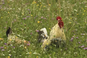 Domestic rooster crowing in colourful flower meadow