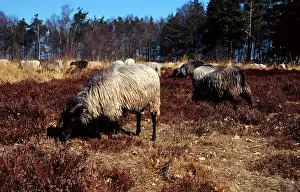 Domestic sheep